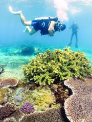 Coral Sightseeing Diving