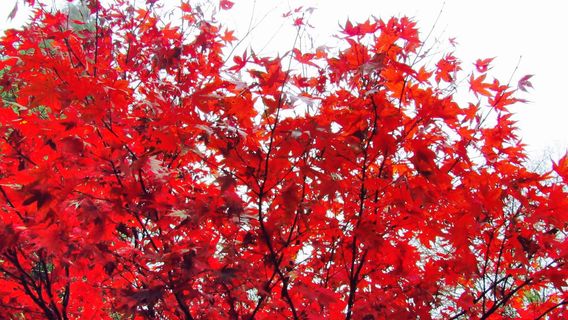 Batsford Arboretum and Garden Centre