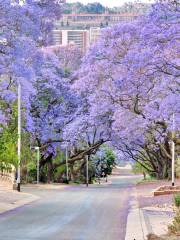 Jacaranda Avenue