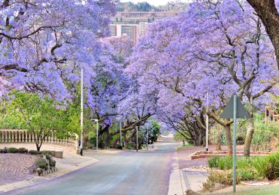 Jacaranda Avenue