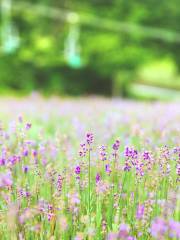 玉原薰衣草公園