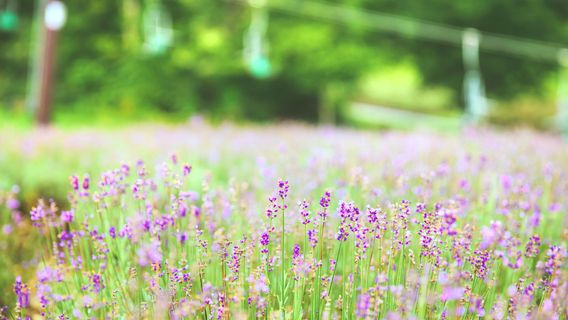 Tambara Lavender Park