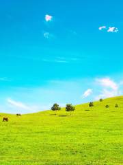 Bashang Grasslands