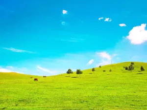 Zhangbei Bashang Grassland