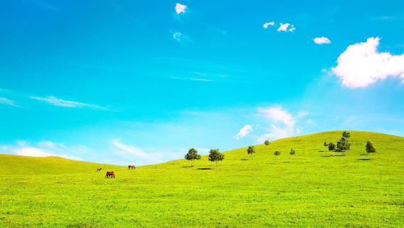 Zhangbei Bashang Grassland