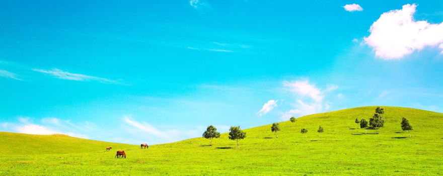 Zhangbei Bashang Grassland