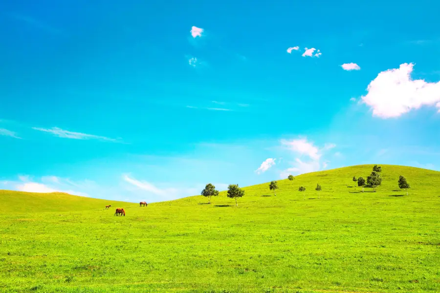 Bashang Grasslands