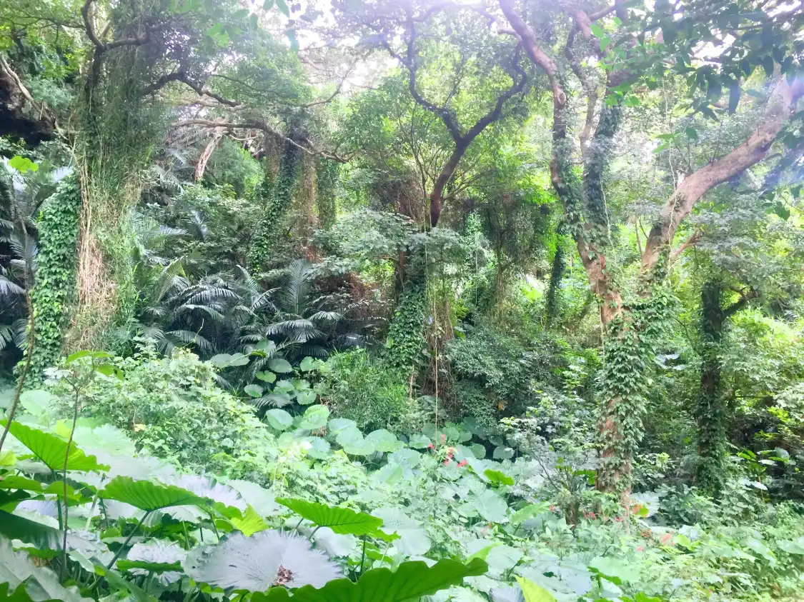 Hotels near Valley of Gangala