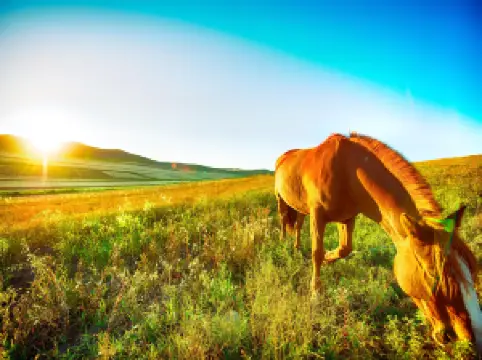 Guyuan Bashang Grassland