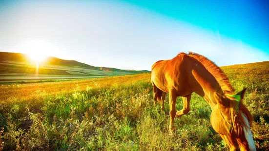 Guyuan Bashang Grassland