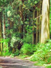 Hakone Stone‐paved Road