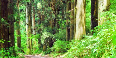 舊東海道 箱根宿杉木步道