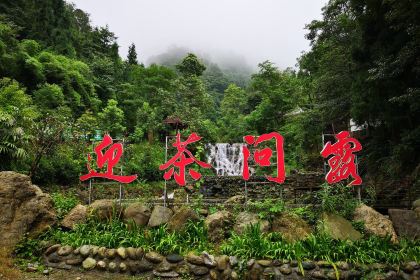 迎茶问露