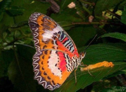 Boracay Butterfly Garden