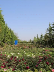 Xijia Peony Garden