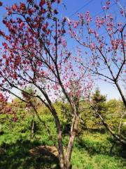 Yanjiao Botanical Garden