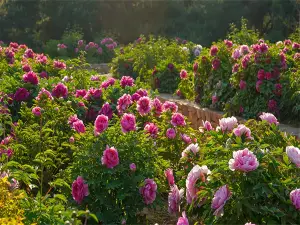 Yinggeshi Botanical Garden