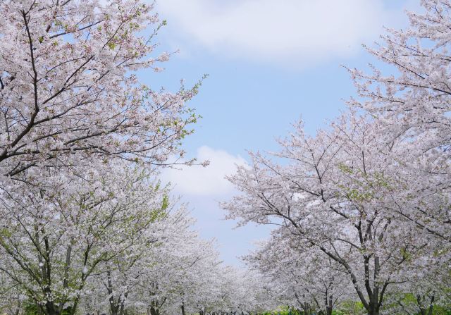 상하이 천산 식물원(상해 진산식물원)