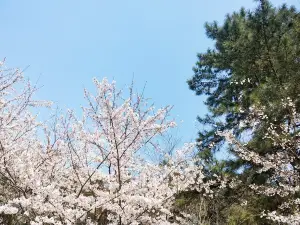 Halla Arboretum, Jeju Island,S.Korea