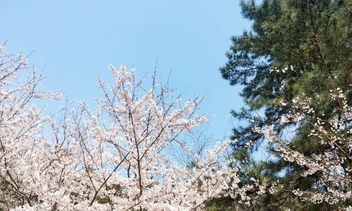 Halla Arboretum, Jeju Island,S.Korea