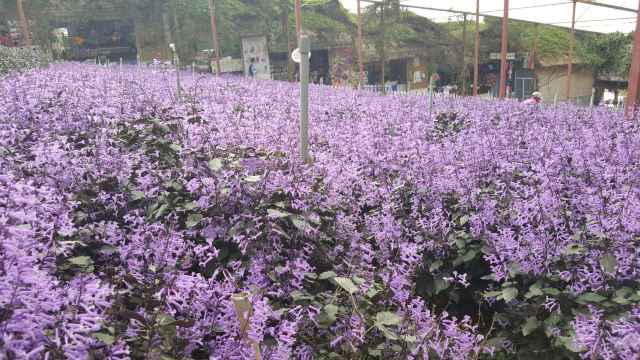 金馬倫高原薰衣草園