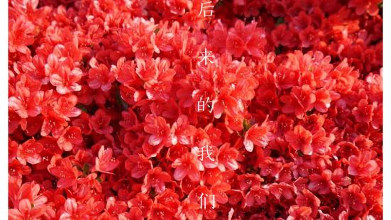 京都・长冈天满宫 火红的雾岛杜鹃花已经进入最盛期，今年花季比