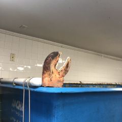 Alive & Kicking Lobsters User Photo