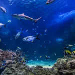 SEA LIFE Sydney Aquarium