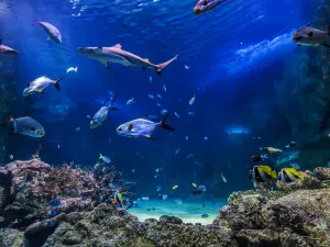 SEA LIFE Sydney Aquarium