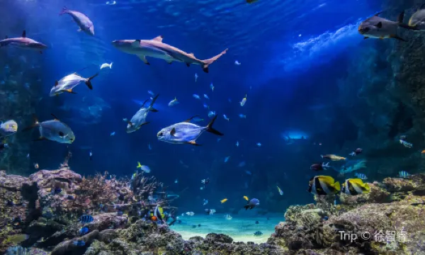 SEA LIFE Sydney Aquarium