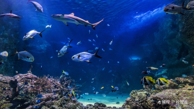 SEA LIFE Sydney Aquarium