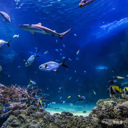 SEA LIFE Sydney Aquarium