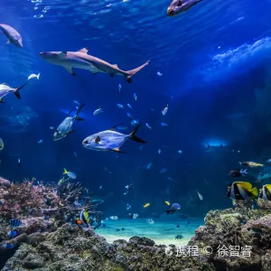 悉尼水族館
