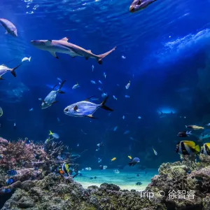 悉尼水族館