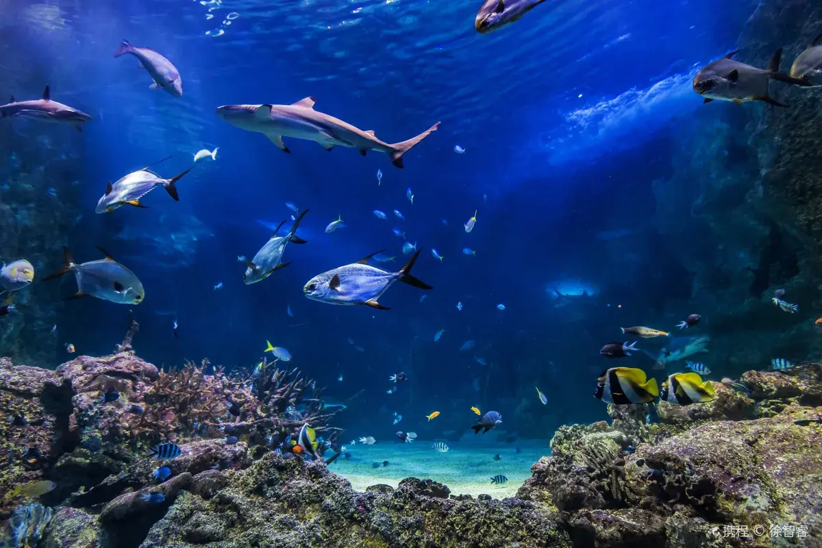 SEA LIFE Sydney Aquarium