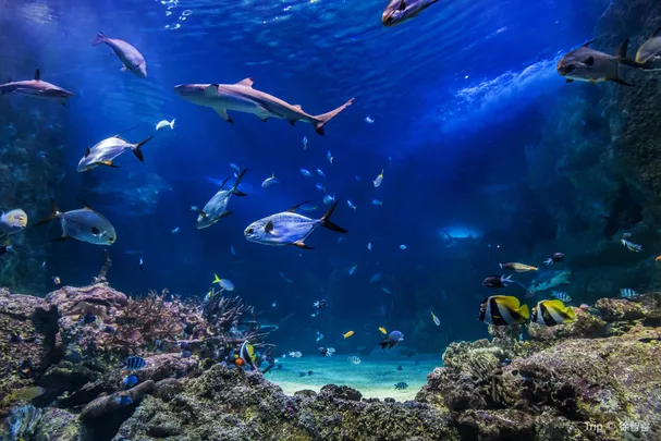 1_SEA LIFE Sydney Aquarium