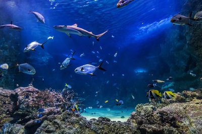 SEA LIFE Sydney Aquarium
