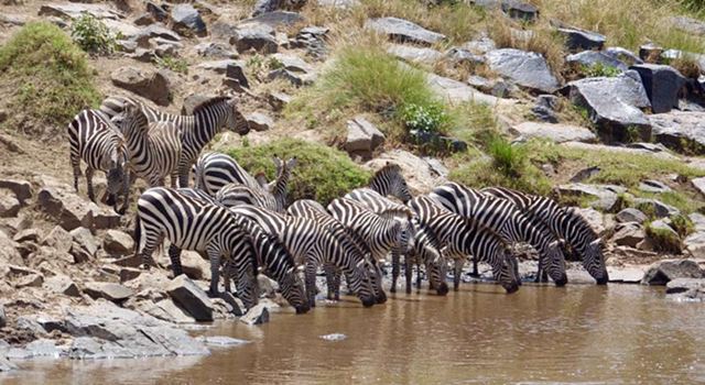 Mara River