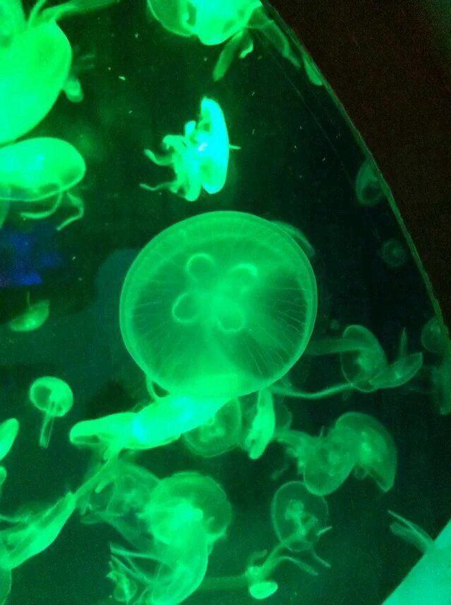Changfeng Ocean World
