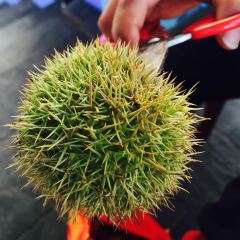 九华山友谊土菜馆小资餐厅 여행 사진