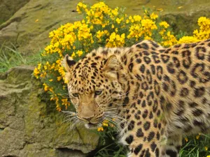 Zoo di Edimburgo