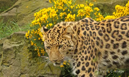 Zoo di Edimburgo