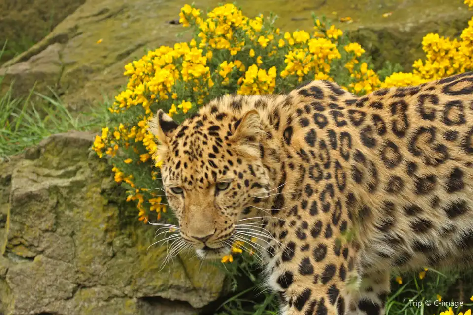 4_Edinburgh Zoo