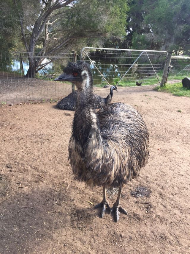 瑪璐考拉和動物公園