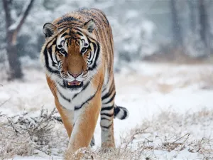 Zhengzhou Zoological Garden