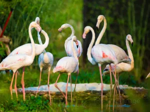 Honolulu Zoo