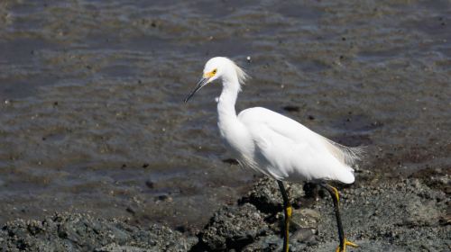 Baylands Nature Preserve