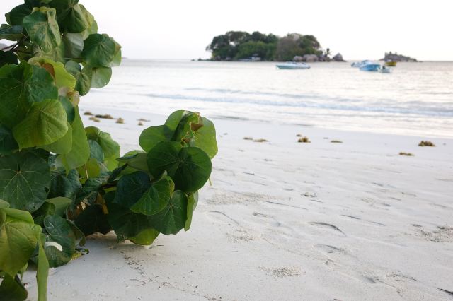 Anse Volbert Beach
