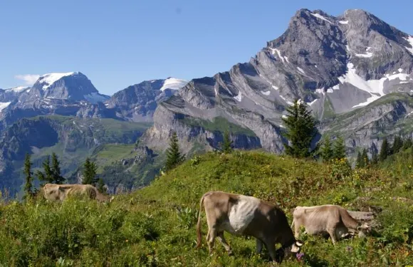 安德里納林背包客旅館