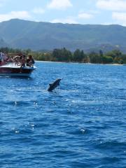 Dolphins by speed boat